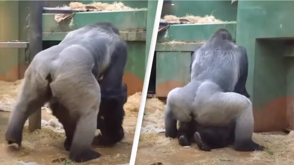 Padres en shock al ver a los gorilas apareándose frente a los niños en el zoológico