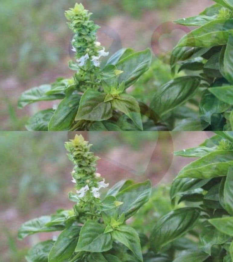 SI TUS ALBAHACAS TIENEN FLORES EN LA PUNTA NO LAS TIRES SON VALIOSAS