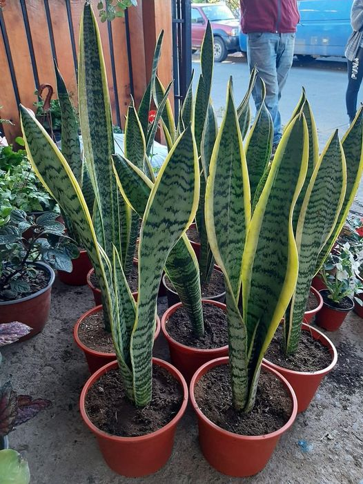 La planta lengua de suegra; esta planta es un tesoro y seguro no sabias