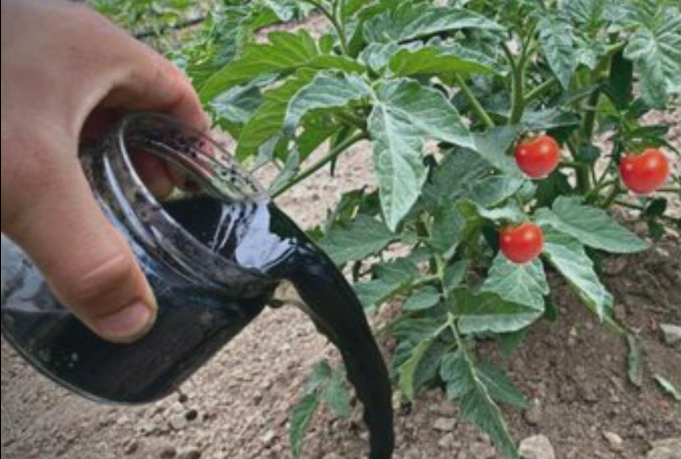 Abono rico en nutrientes para que tus plantas no paren de florecer