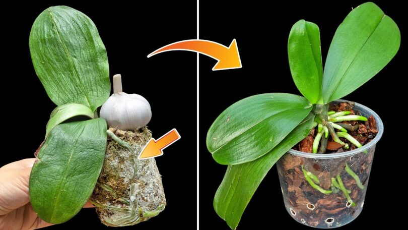 Cómo revivir una orquídea