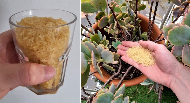 Granos de arroz en plantas para un crecimiento fuerte