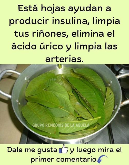 HOJA PARA PRODUCIR INSULINA, LIMPIAR LOS RIÑONES, ELIMINAR ÁCIDO ÚRICO Y REGULAR LA PRESIÓN ARTERIAL